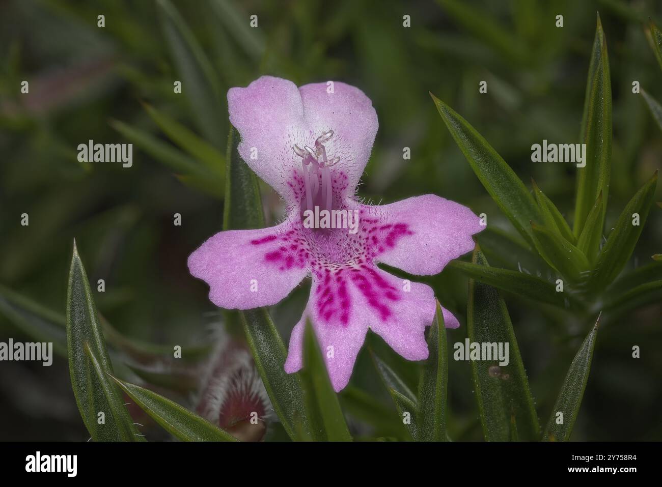 Rosafarbene Stylidium-Blüte (beachten Sie, dass die umliegenden grünen Blätter nicht zu dieser Blüte gehören) Stockfoto
