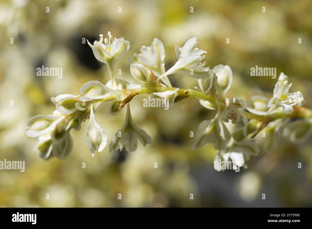 HD-Foto, Nahaufnahme, Pflanze mit kleinen Weißläufern, Fallopia baldschuanica Fallopia aubertii isoliert, Außenaufnahme Stockfoto