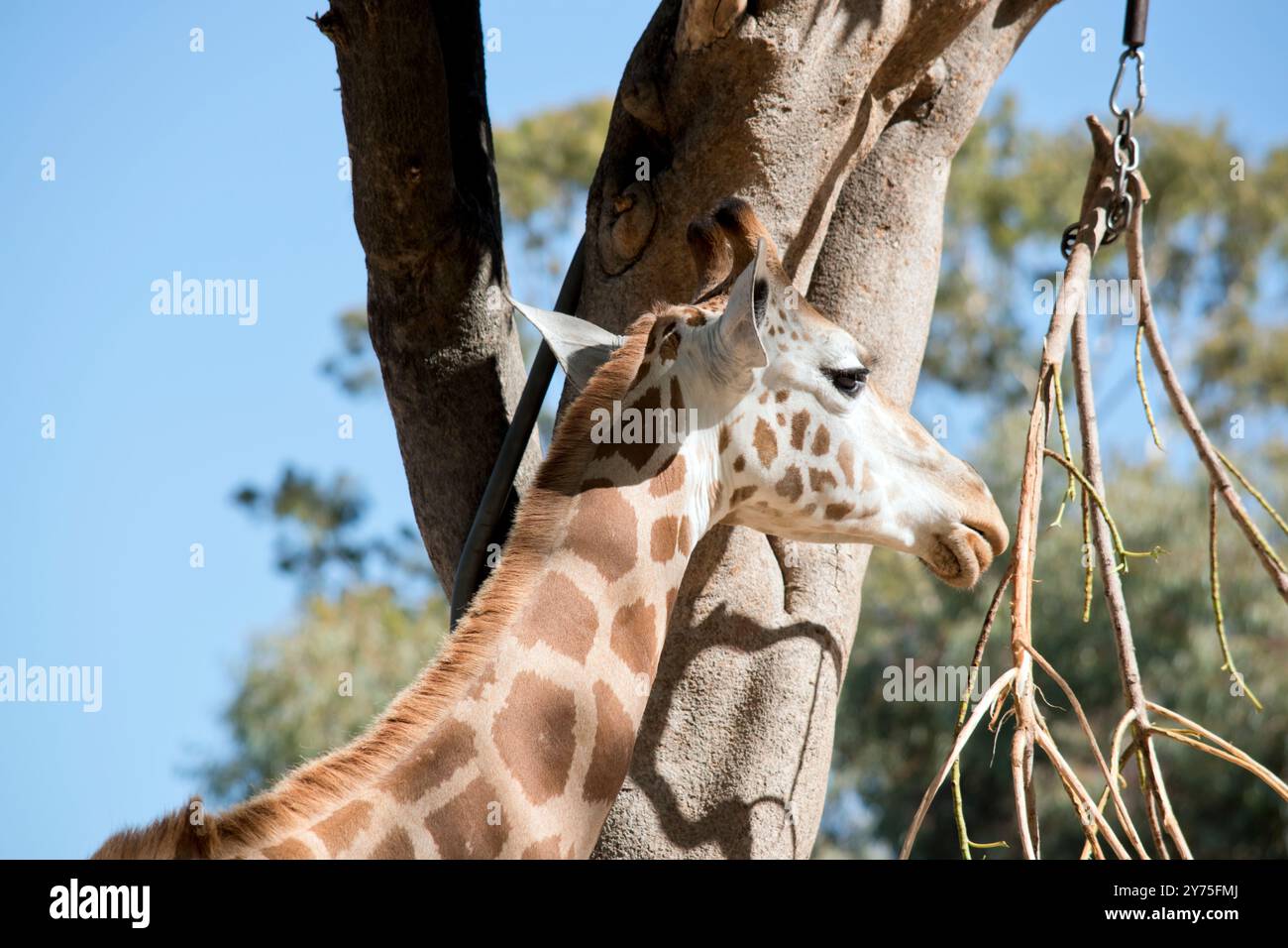 Die Guraffe ist das höchste Landsäugetier, mit einem Hals von bis zu 6 Metern, die Giraffe ist auch bekannt für das einzigartige braun-cremefarbene Muster auf ihrem Mantel A. Stockfoto