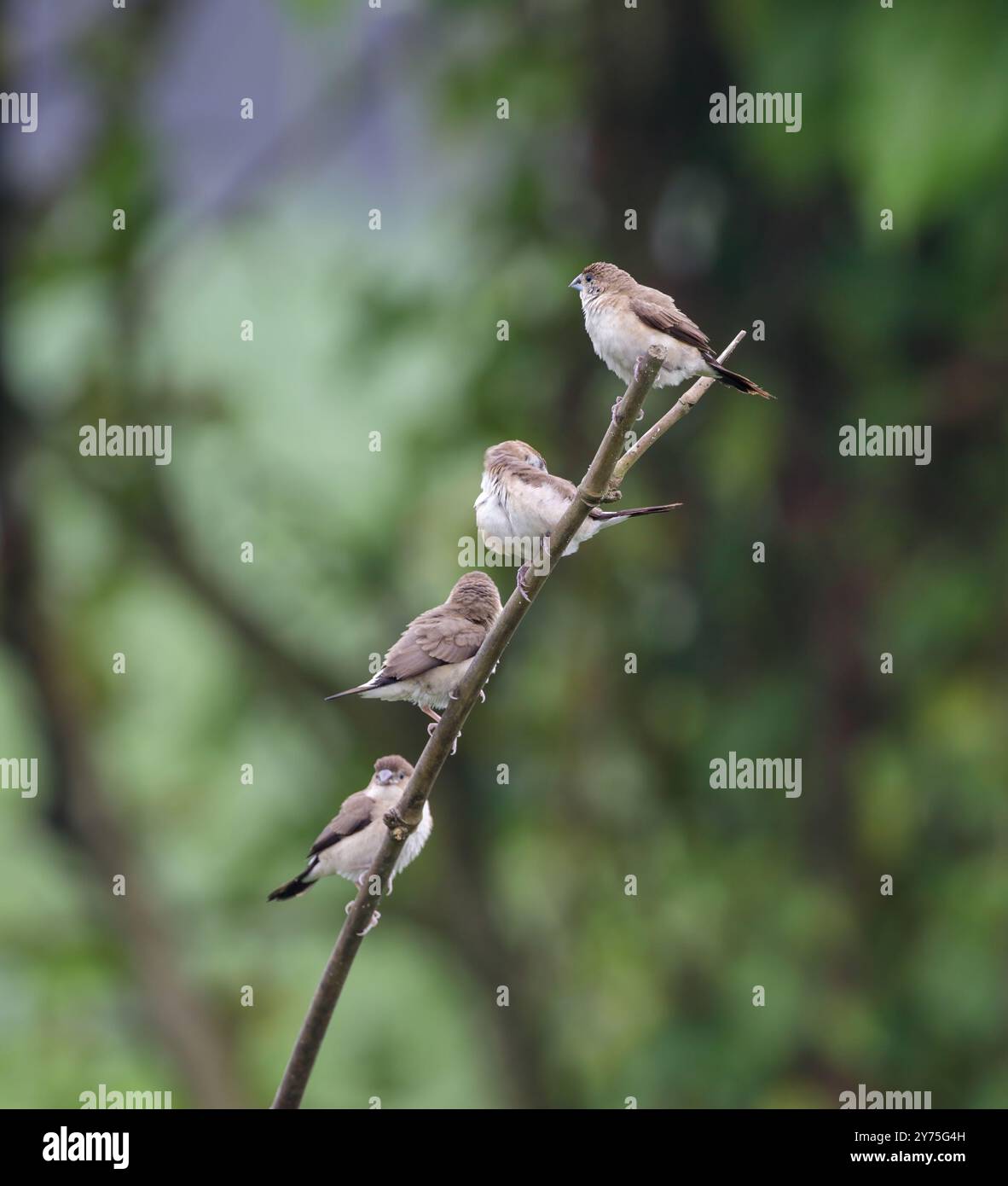 Eine Gruppe indischer Silverbill-Vogel sitzt auf dem Ast. Stockfoto