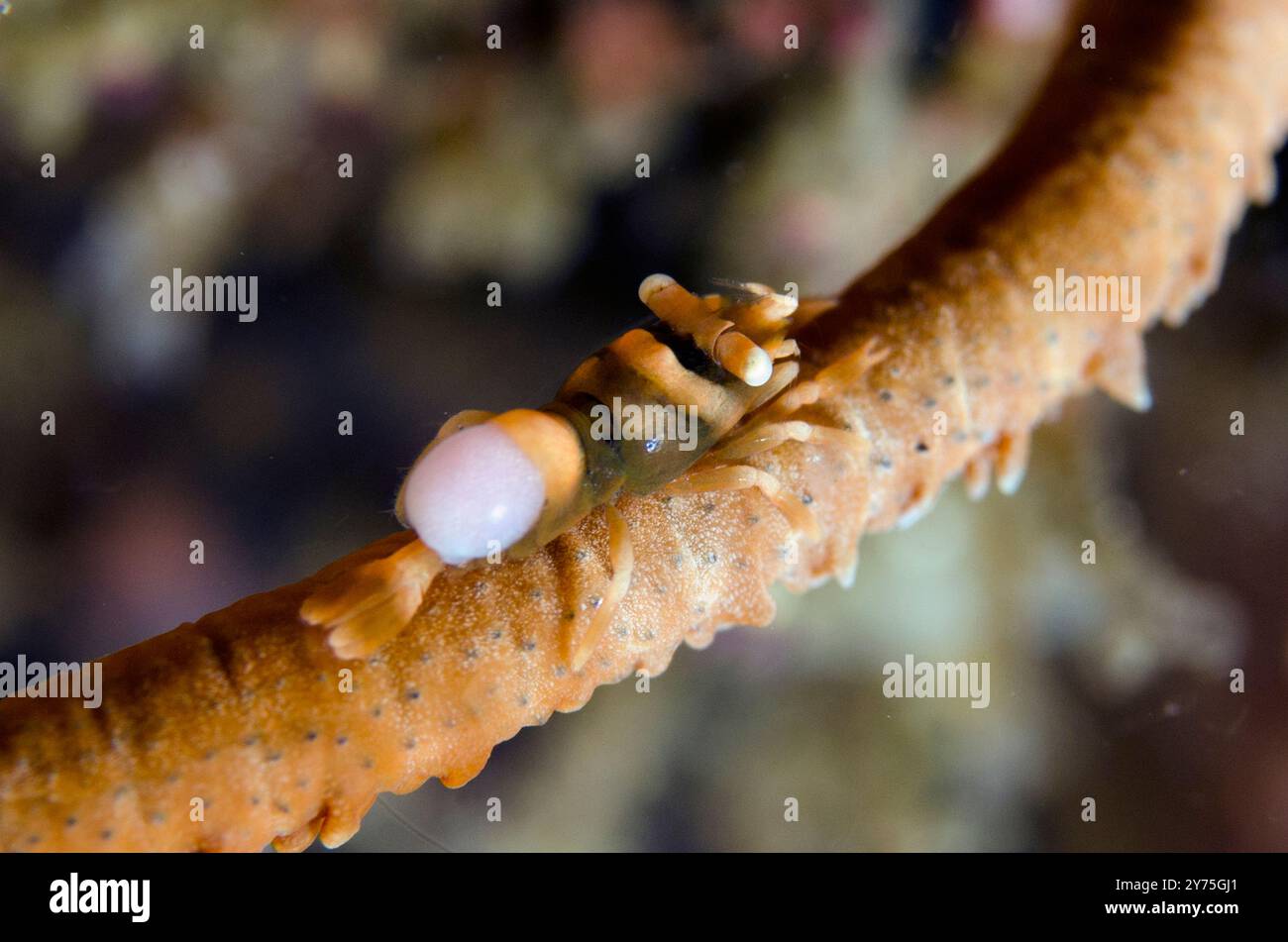 Peitsche Korallengarnelen, Pontonides Unciger, mit Isopod, Isopoda Orden, Parasiteneier auf Peitschenkorallen, Alcyonacea Orden, Pyramiden Tauchplatz, Amed, Karangasem Stockfoto