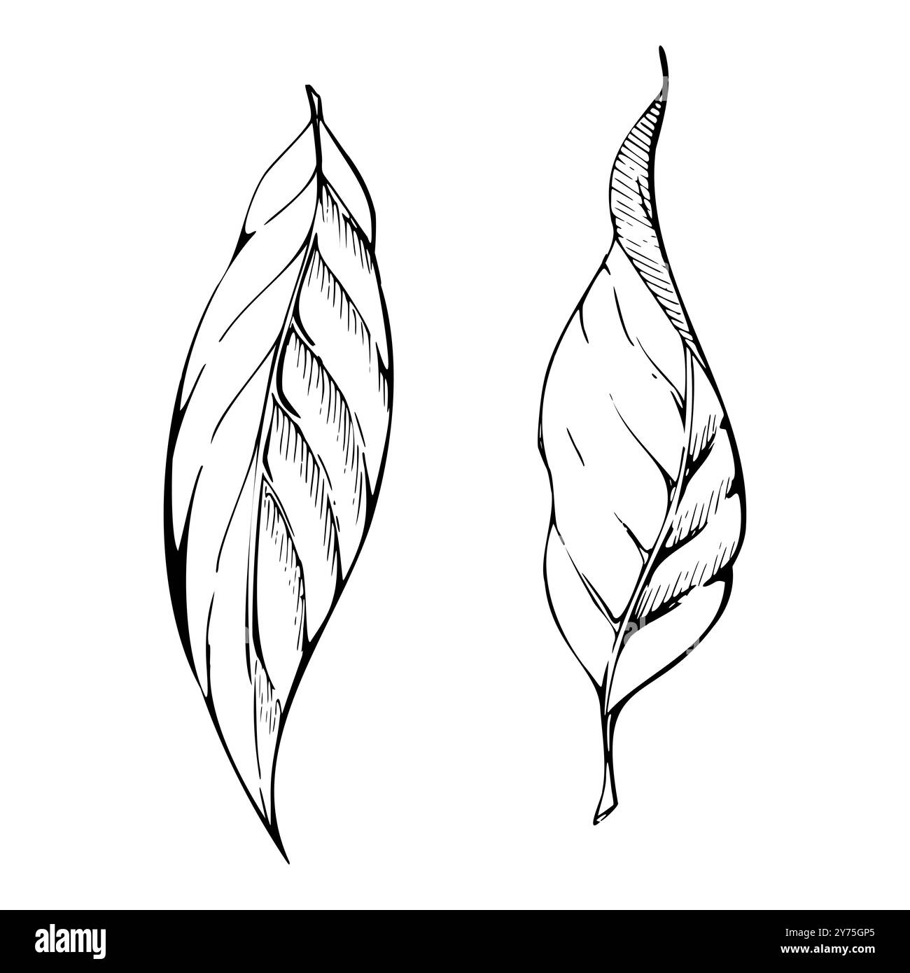 Kaffee-Kakaobaum-Buschblütenblätter, botanische Pflanzenillustration. Handgezeichneter Tintenvektor. Isoliertes Einzelelement für Stickerei, Reisen, Urlaub Stock Vektor