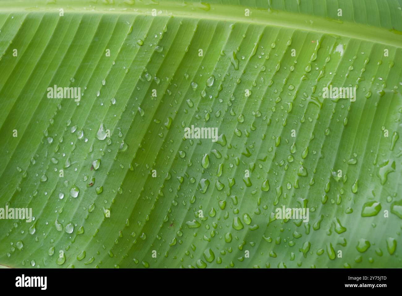 Bananenblatt mit Wassertröpfchen nach einem Regenfall Stockfoto