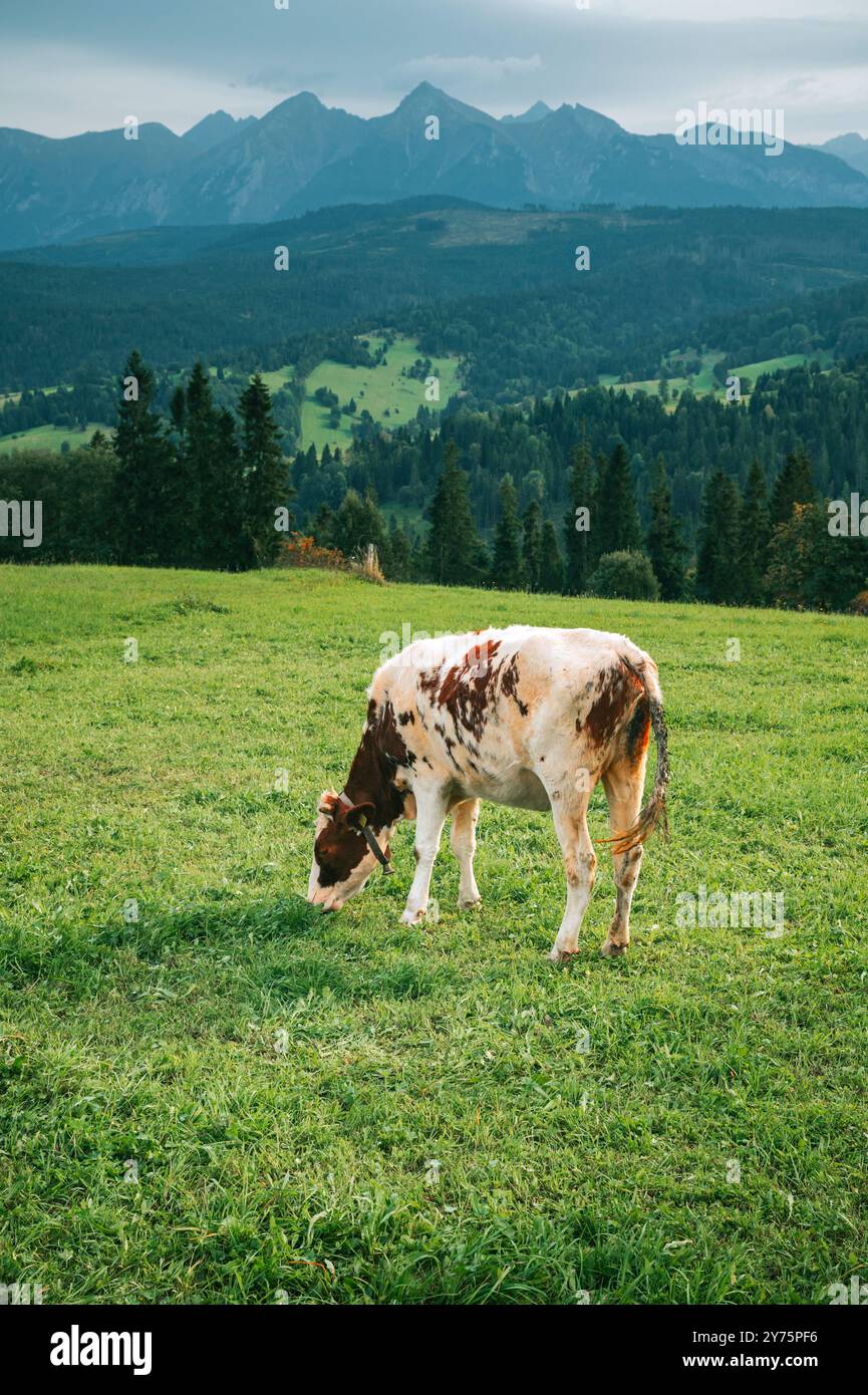 Bergwiesen: Milchwirtschaft in Polen und der Slowakei Stockfoto