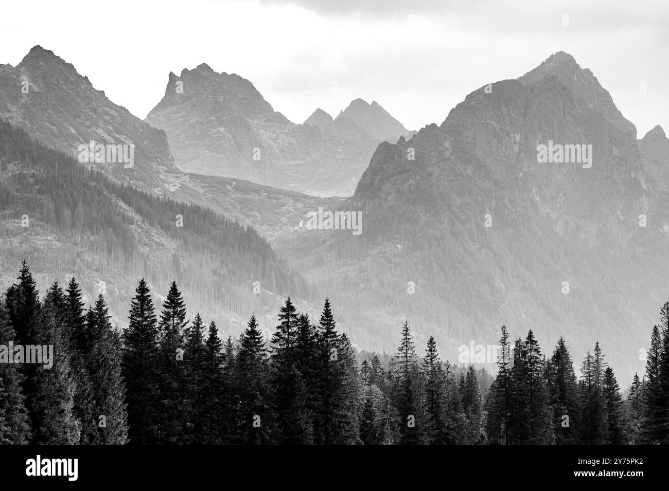Nadelbäume und massive hohe Berge. Schwarzweißfoto, das Freiheit und Abenteuer zeigt. Stockfoto
