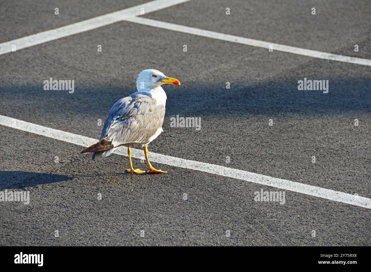 Eine einsame Möwe steht auf einem Parkplatz. Selektiver Fokus Stockfoto