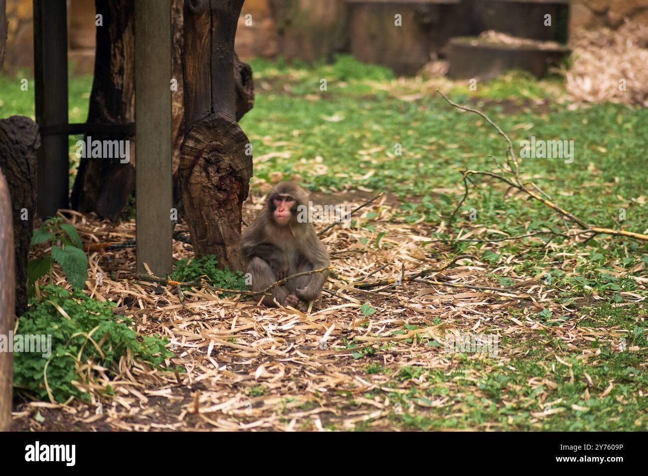 Makaken-Affe in Zoogehege Stockfoto