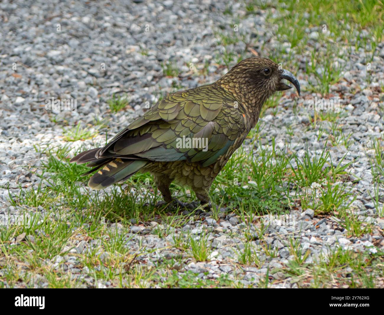 Der Kakapo ist ein seltener und kritisch gefährdeter flugunfähiger Papagei, der in Neuseeland endemisch ist Stockfoto