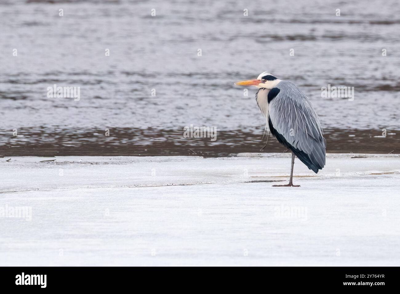 Graureiher auf Eis Stockfoto