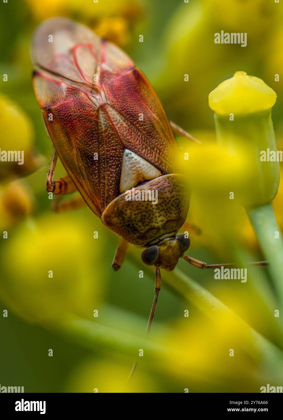 Nahaufnahme von Lygus-pratensis-Käfer auf gelbe Blume Stockfoto