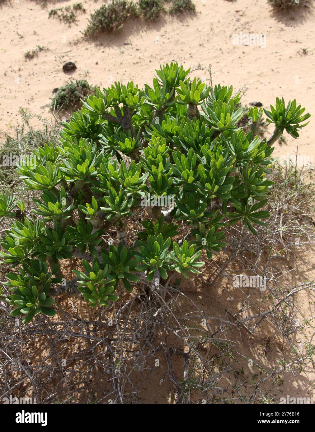 Verode oder Berode, Kleinia neriifolia, Asteraceae. Fuerteventura, Kanarische Inseln, Spanien, Europa. Syn. Senecio kleinia. Stockfoto