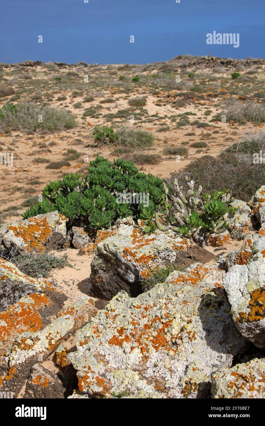 Verode oder Berode, Kleinia neriifolia, Asteraceae. Fuerteventura, Kanarische Inseln, Spanien, Europa. Syn. Senecio kleinia. Stockfoto