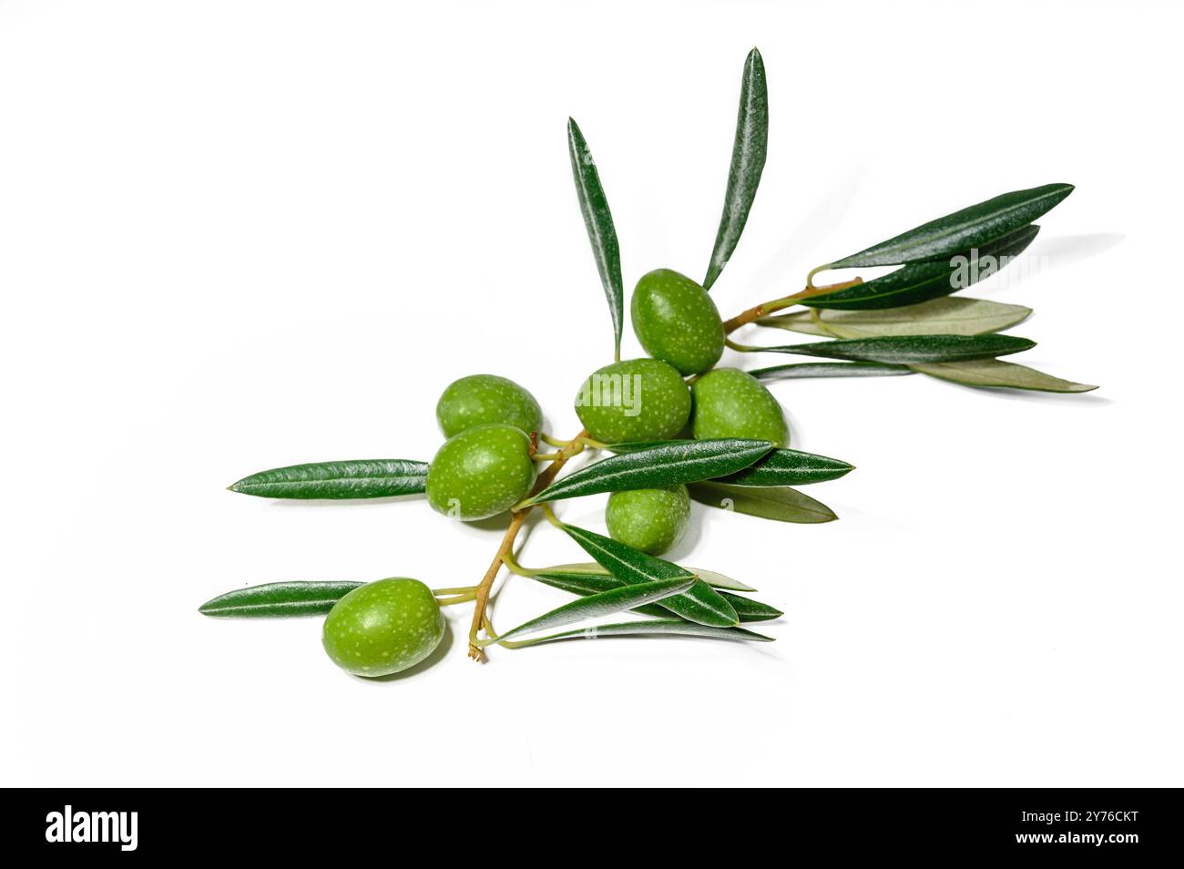 Ein weißer Hintergrund mit einem grünen Olivenzweig Foto Stockfoto