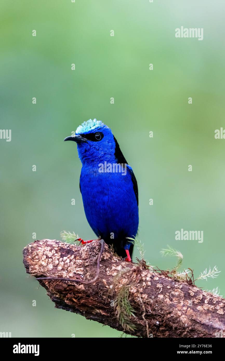 Rotbeinige Honeycreeper (Cyanerpes cyaneus) aus Costa Rica Stockfoto