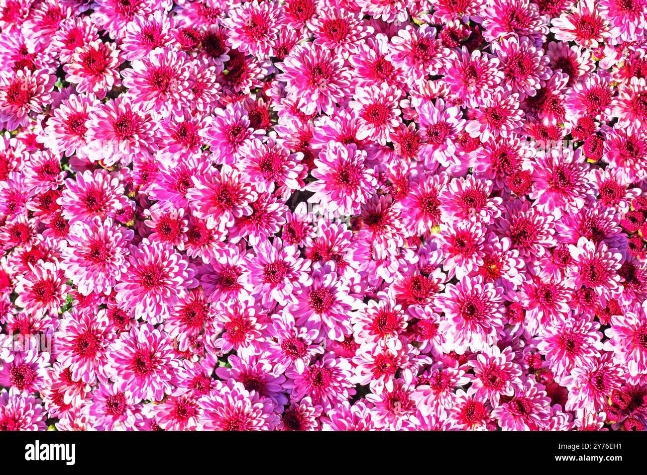 Schöner rosafarbener Hintergrund mit blühenden Chrysanthemen. Vorbereitung auf den Urlaub. Blumenpflege. Floristik Stockfoto