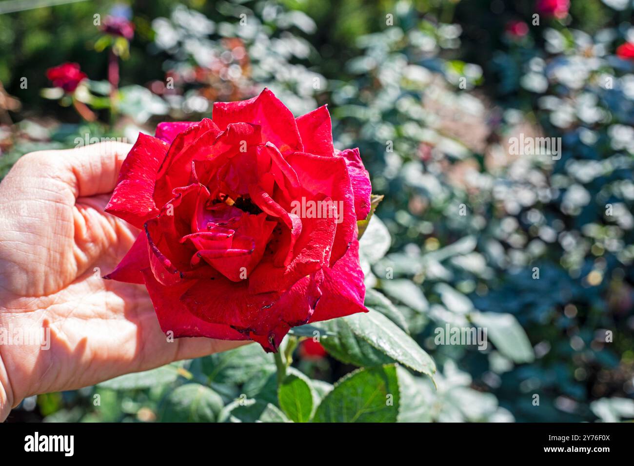 Mit einer roten Rose im Garten. Krankheiten und Schädlinge der Blumen. Behandlung Stockfoto