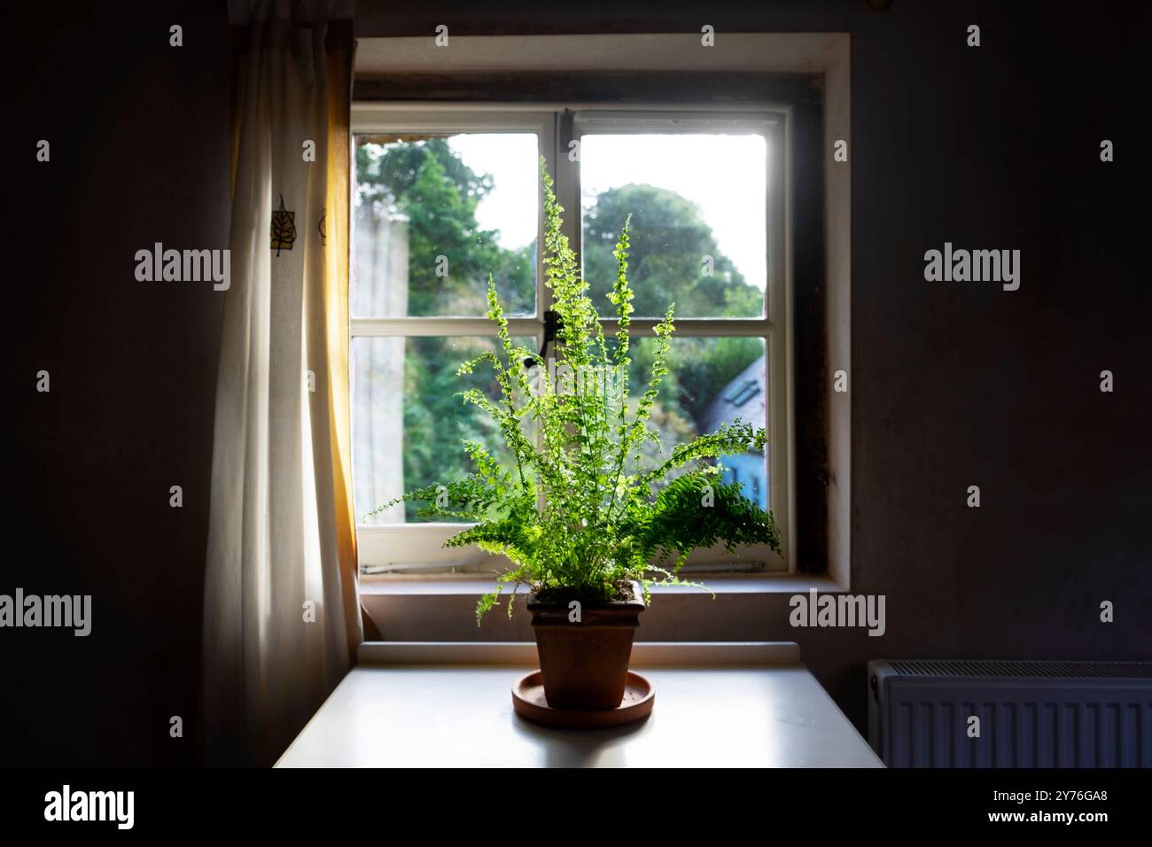 'Dryopteris aufrecht Farn wächst in Terrakotta-Topf in schattigen Raum für Fenster mit Vorhang auf die Landschaft in Wales, Großbritannien KATHY DEWITT Stockfoto