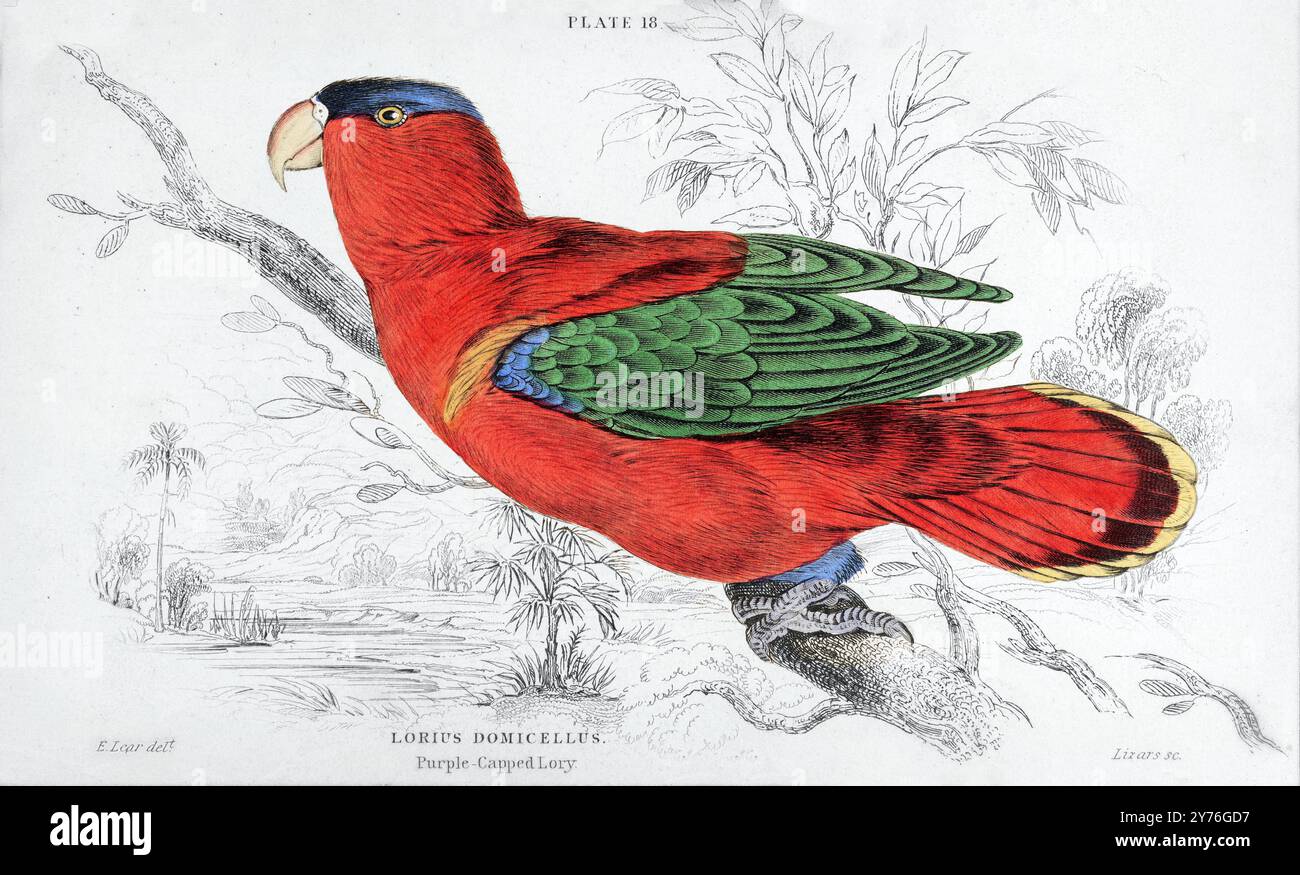 Lory Mit Violettem Kopf. Papageien. Edward Lear. 1836 Stockfoto