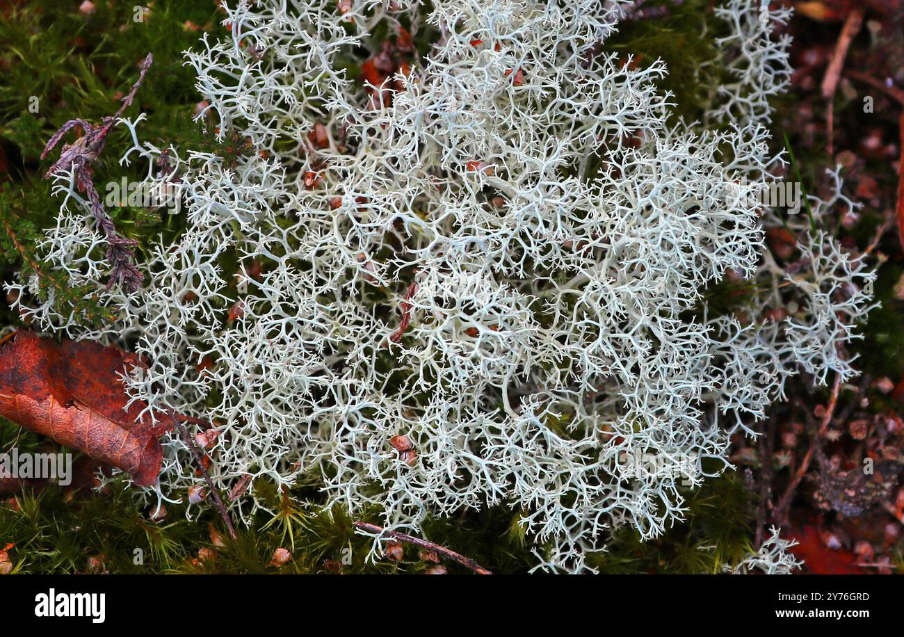 Rentierflechte oder Cream Cup Flechten , Cladonia portentosa, Cladoniaceae. Stockfoto