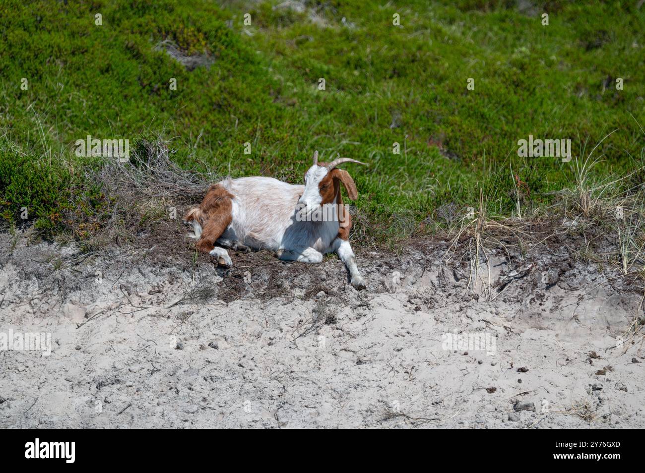 Westafrikanische Zwergziege bzw. Capra aegagrus hircus in den Dünen von Sankt Peter-Ording, Nordsee, Nordfriesland, Eiderstedt Halbinsel, Schleswig-Holstein, Germa Stockfoto