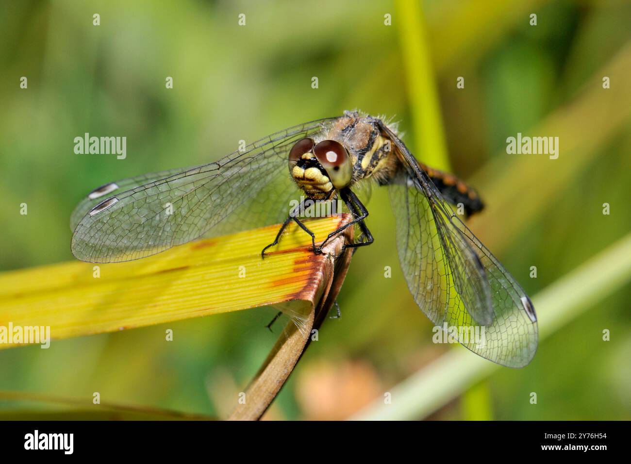 Eine Vorderansicht eines weiblichen schwarzen Pfeils. Stockfoto