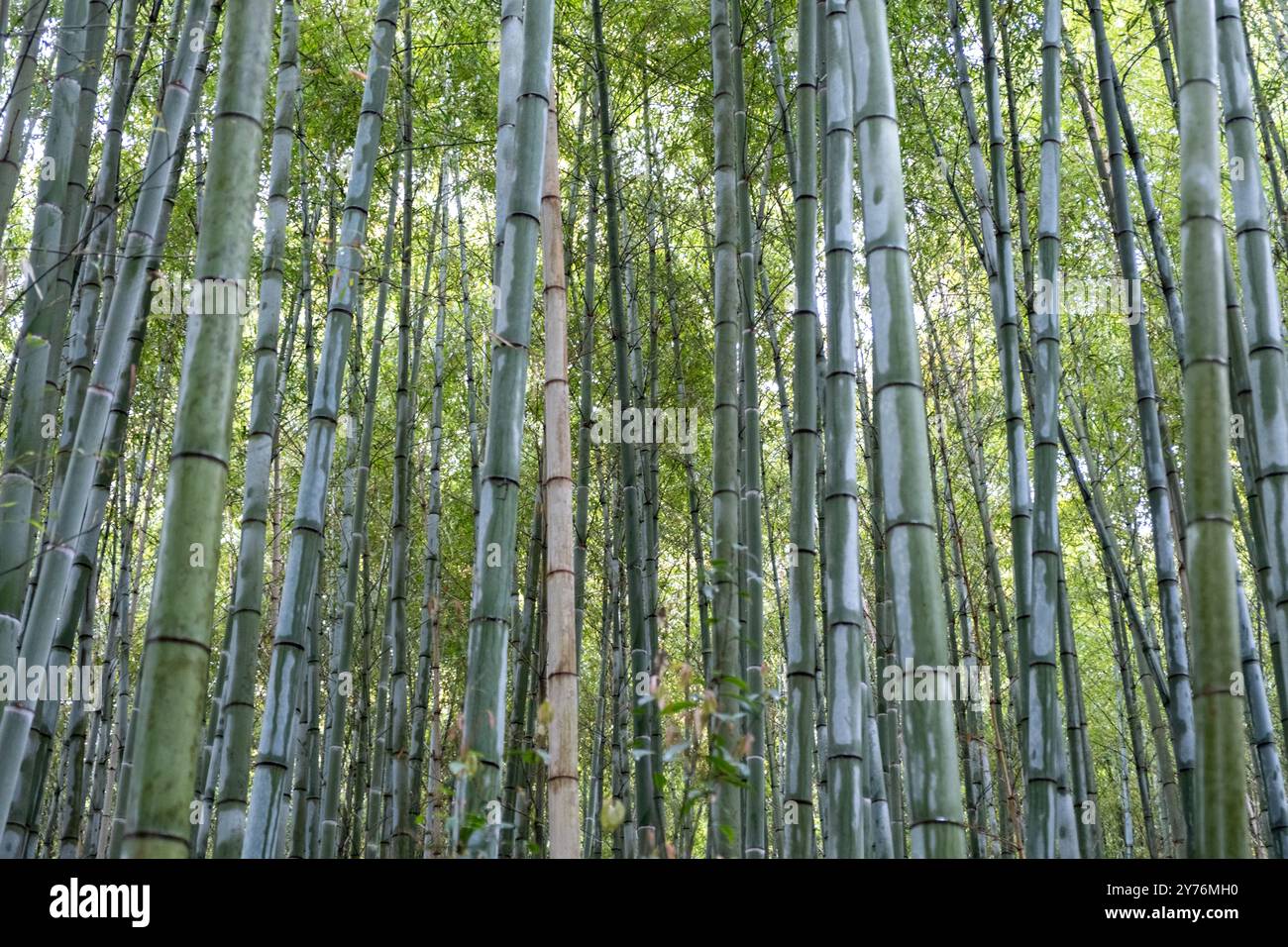 Bambuswald, Arashiyama Bambushain oder Sagano Bambuswald in Arashiyama, Kyoto, Japan. Stockfoto