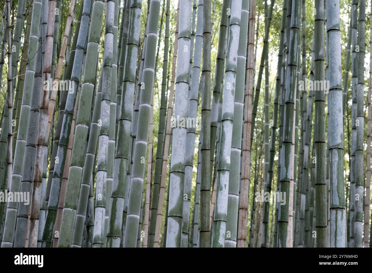 Bambuswald, Bambusbäume im Hintergrund, Nahaufnahme, Sagano Bambuswald in Kyoto, Japan. Stockfoto