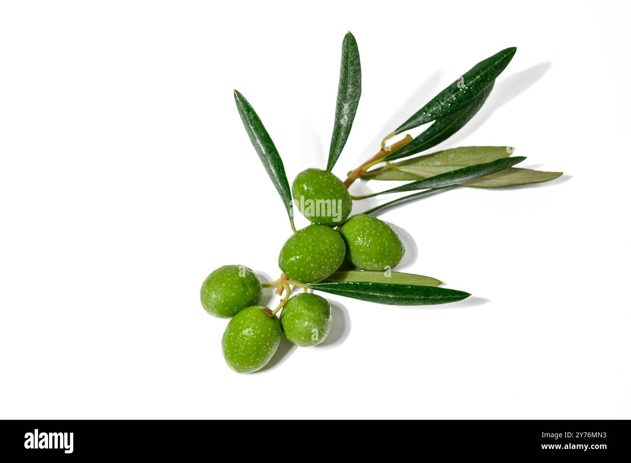 Ein Olivenzweig mit üppigen Blättern, Reifen Früchten und einem weißen Hintergrund mit einem Kopierraum. Stockfoto
