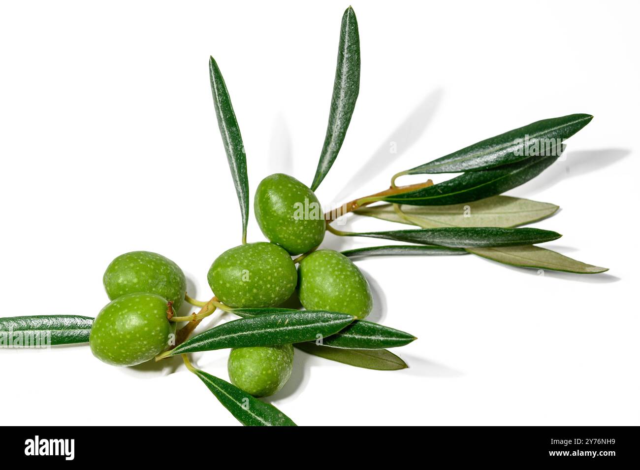 Zweig eines Olivenbaums mit isolierten Blättern auf weißem Hintergrund Stockfoto