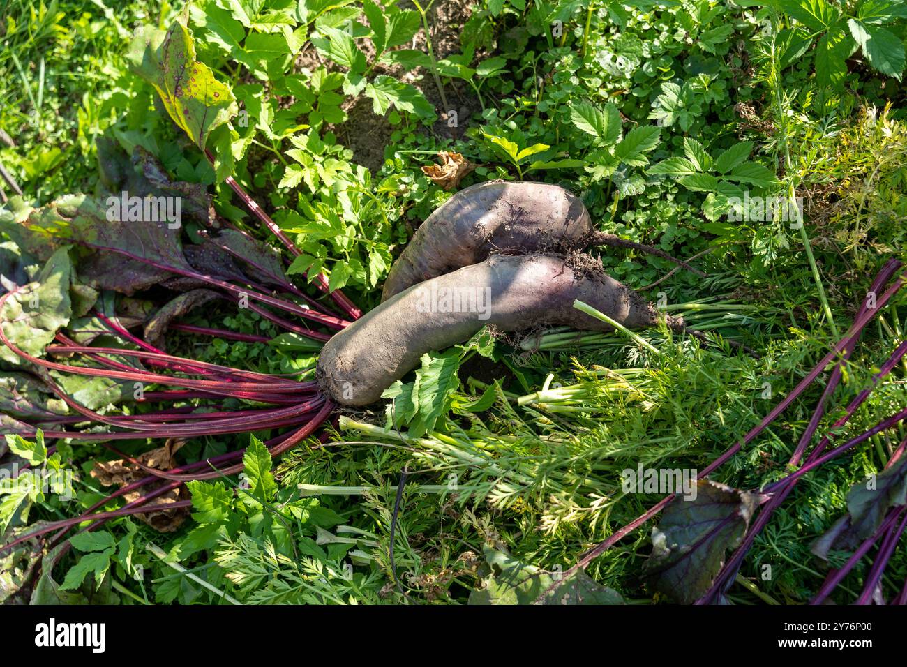 Frische lange Rübenwurzeln in grünem Gras Stockfoto