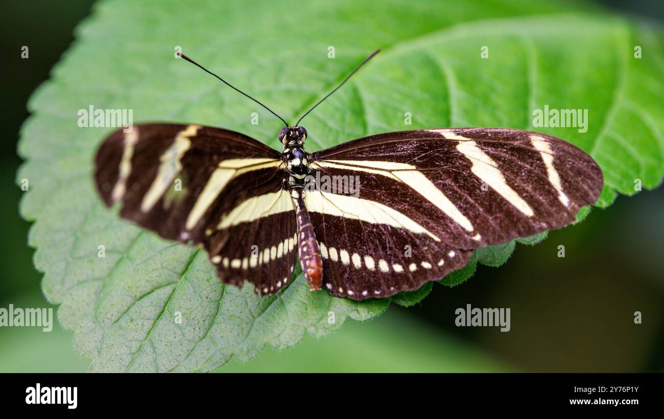 Zebra-Langflügelfalter, Heliconius charithonia, eine Schmetterlingsart aus der Unterfamilie Heliconiinae der Familie Nymphalidae. Endemit der Sou Stockfoto