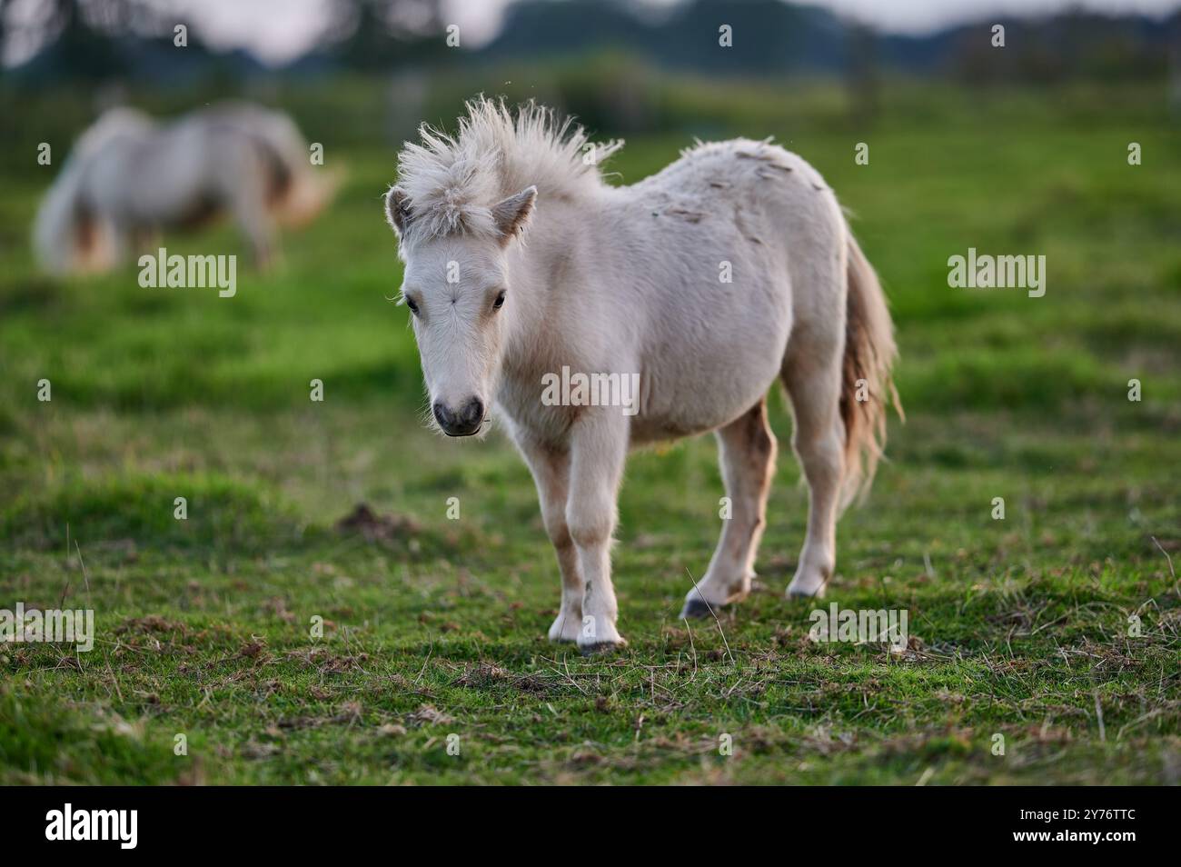 Weißes Pony auf einer grünen Wiese schaut direkt in die Kamera. Stockfoto