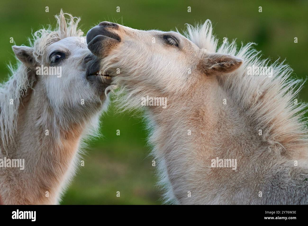 Weiße Ponys mit Pony spielen auf einer grünen Wiese während eines schönen Tages und der untergehenden Sonne Stockfoto