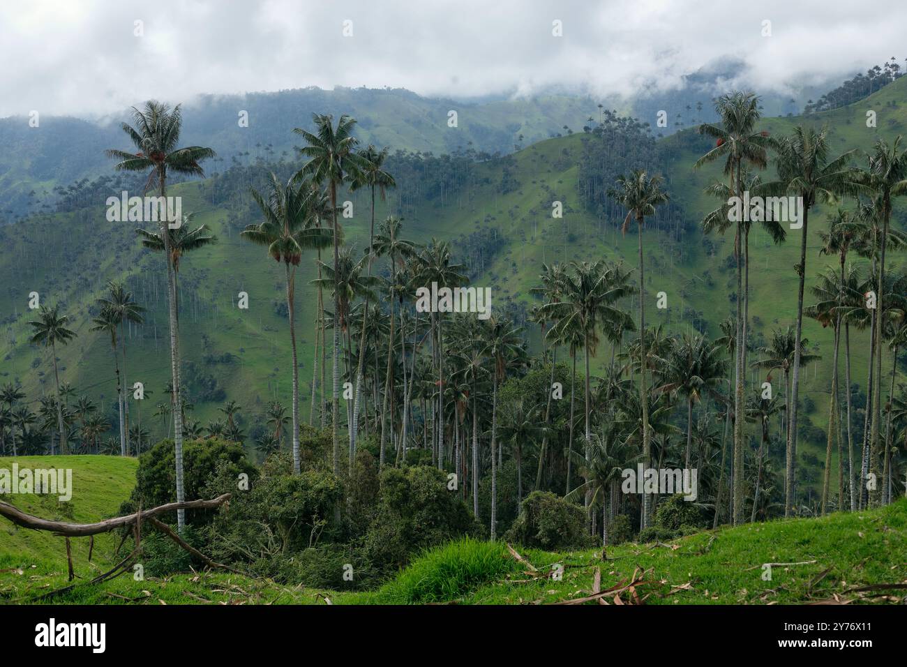 La Carbonera hoher Palmenwald in Kolumbien Stockfoto