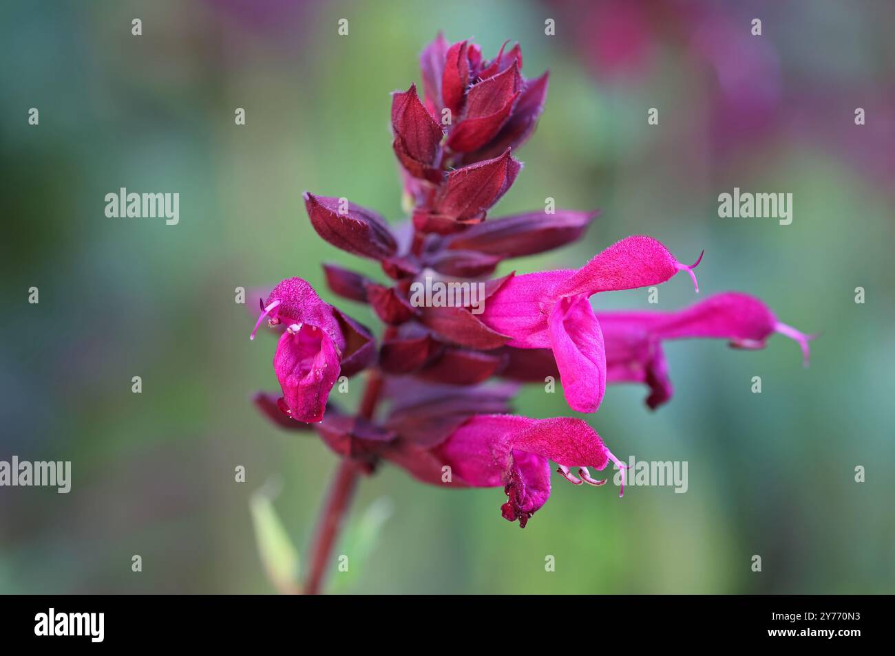 Die mundförmigen rosa Blüten des Salbeis in Nahaufnahme mit verschwommenem Hintergrund Stockfoto