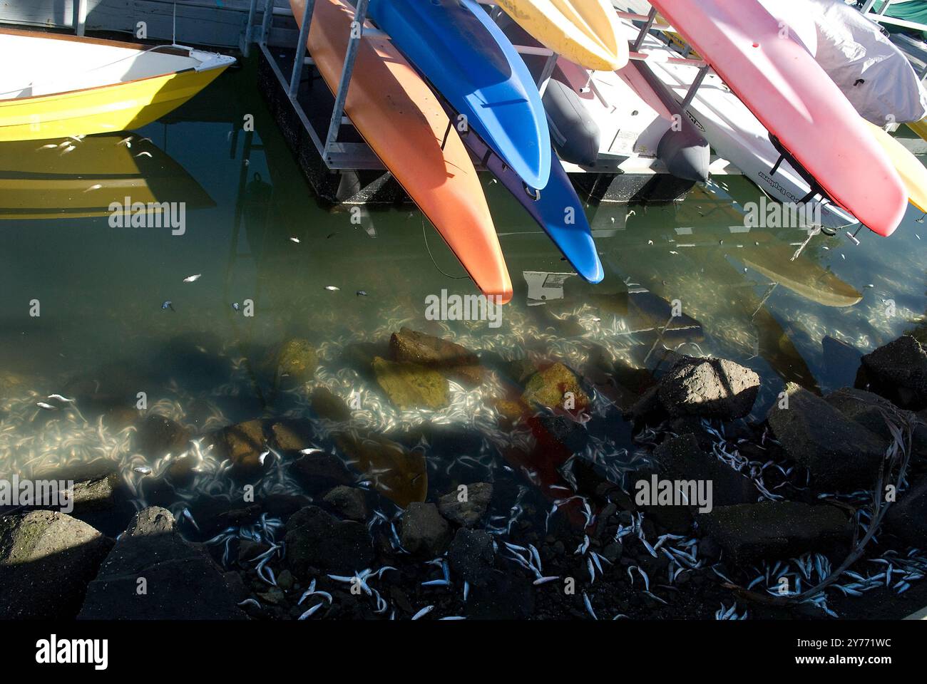 Schockierende Bilder eines massiven Fischabsterbens in kalifornischen Gewässern, die die Auswirkungen der Verschmutzung deutlich machen. Die Nachwirkungen sind verheerend für die lokalen Marine l Stockfoto