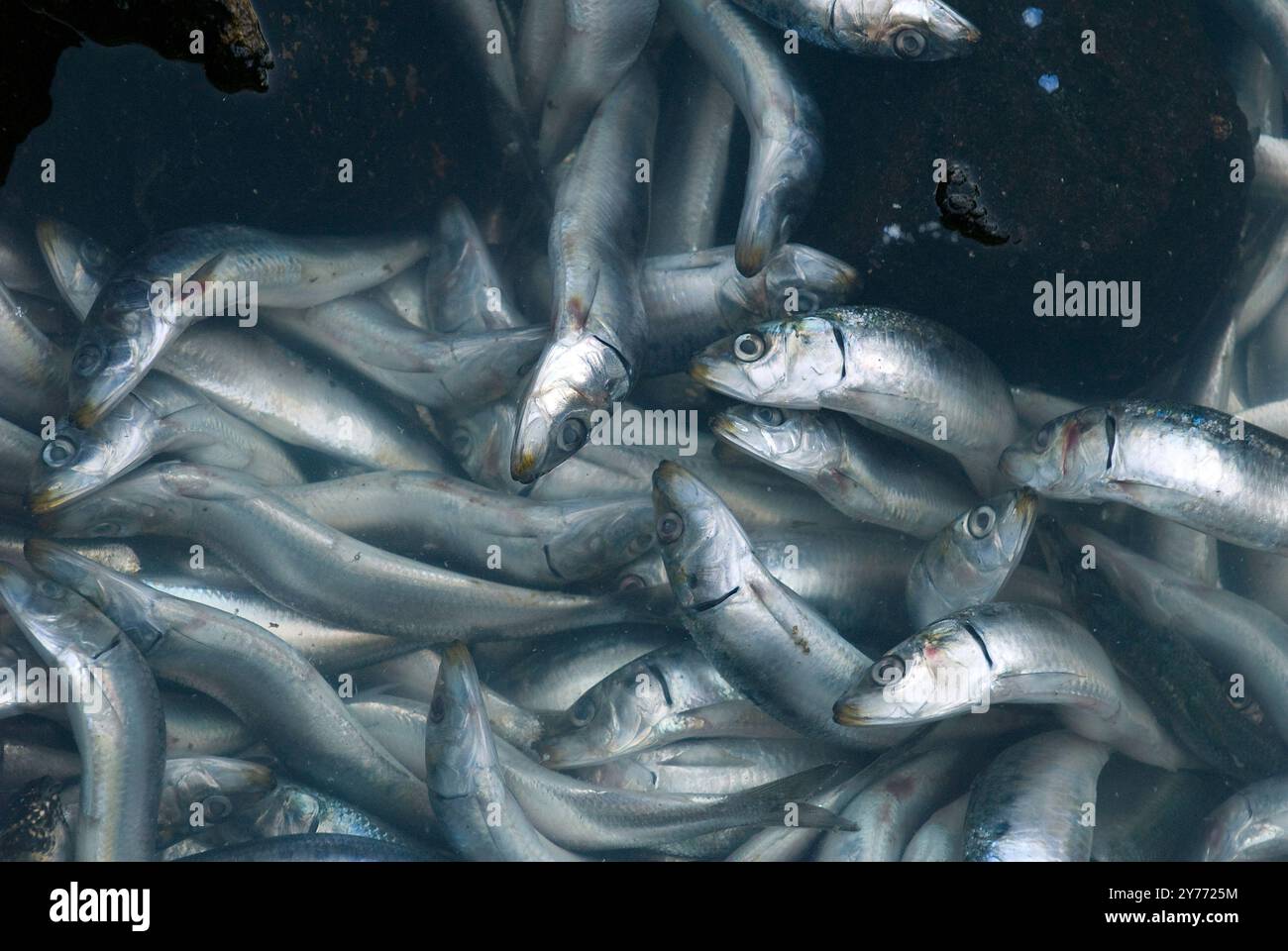 Schockierende Bilder eines massiven Fischabsterbens in kalifornischen Gewässern, die die Auswirkungen der Verschmutzung deutlich machen. Die Nachwirkungen sind verheerend für die lokalen Marine l Stockfoto