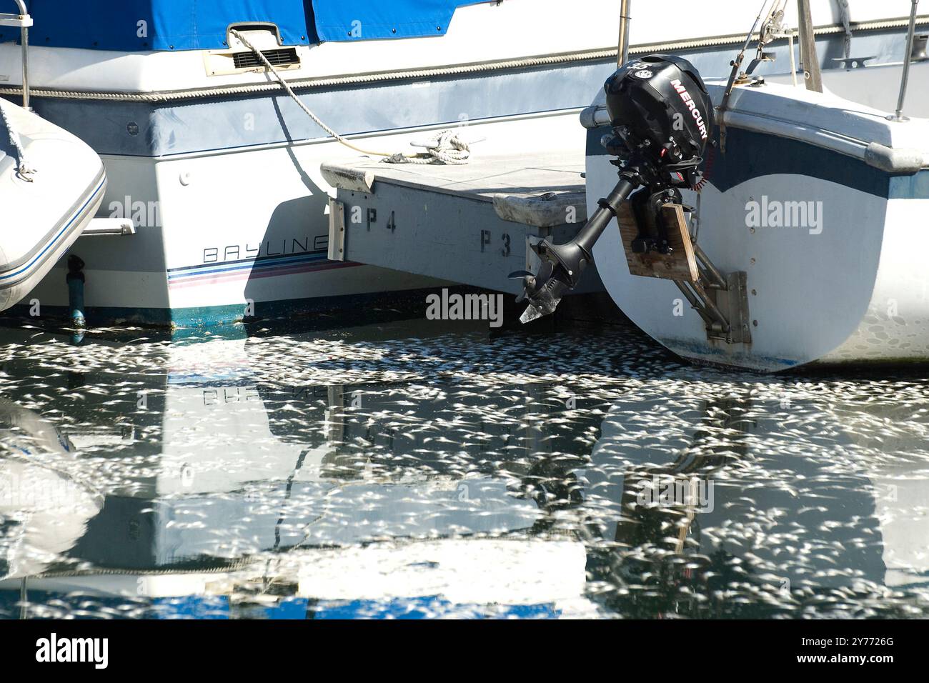 Schockierende Bilder eines massiven Fischabsterbens in kalifornischen Gewässern, die die Auswirkungen der Verschmutzung deutlich machen. Die Nachwirkungen sind verheerend für die lokalen Marine l Stockfoto