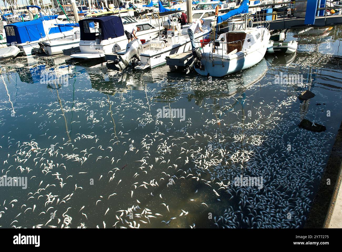 Schockierende Bilder eines massiven Fischabsterbens in kalifornischen Gewässern, die die Auswirkungen der Verschmutzung deutlich machen. Die Nachwirkungen sind verheerend für die lokalen Marine l Stockfoto