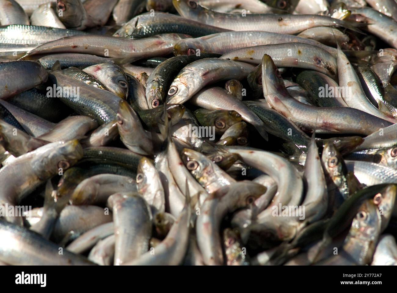 Schockierende Bilder eines massiven Fischabsterbens in kalifornischen Gewässern, die die Auswirkungen der Verschmutzung deutlich machen. Die Nachwirkungen sind verheerend für die lokalen Marine l Stockfoto