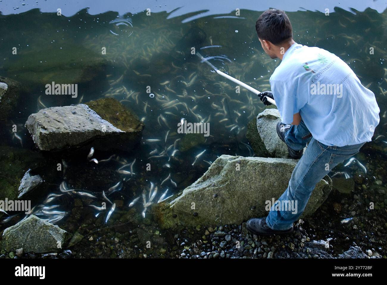 Schockierende Bilder eines massiven Fischabsterbens in kalifornischen Gewässern, die die Auswirkungen der Verschmutzung deutlich machen. Die Nachwirkungen sind verheerend für die lokalen Marine l Stockfoto