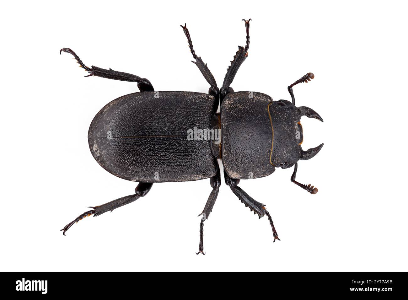 Kleiner Hirschkäfer, Dorcus parallelipipedus isoliert auf weißem Hintergrund, Draufsicht eines schwarzen Käfers Stockfoto