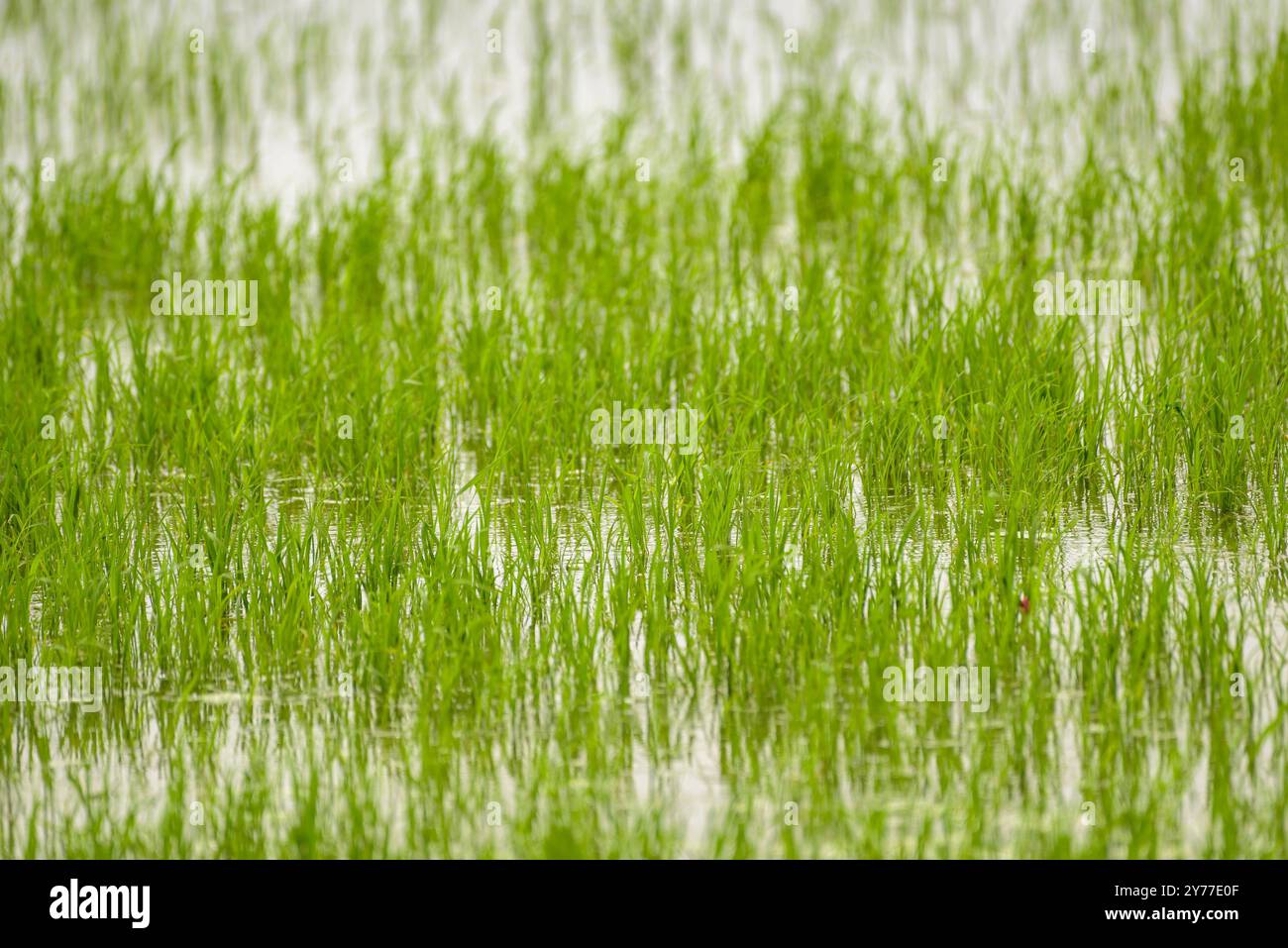 Ein Reisfeld zu Beginn des Sommers, wenn der Reis im Ebro-Delta (Tarragona, Katalonien, Spanien) wächst, ESP: UN campo de arroz, España Stockfoto