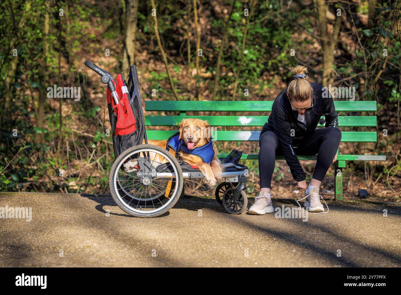 Eine Frau fesselt ihre Turnschuhe, während sie auf einer grünen Bank neben einem fröhlichen Hund im Rollstuhl sitzt. In einem sonnendurchfluteten Park, umgeben von Bäumen. Stockfoto