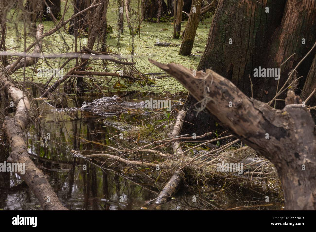 Der Alligator im Sumpfwasser zwischen Lillys und Büschen und Bäumen. Stockfoto