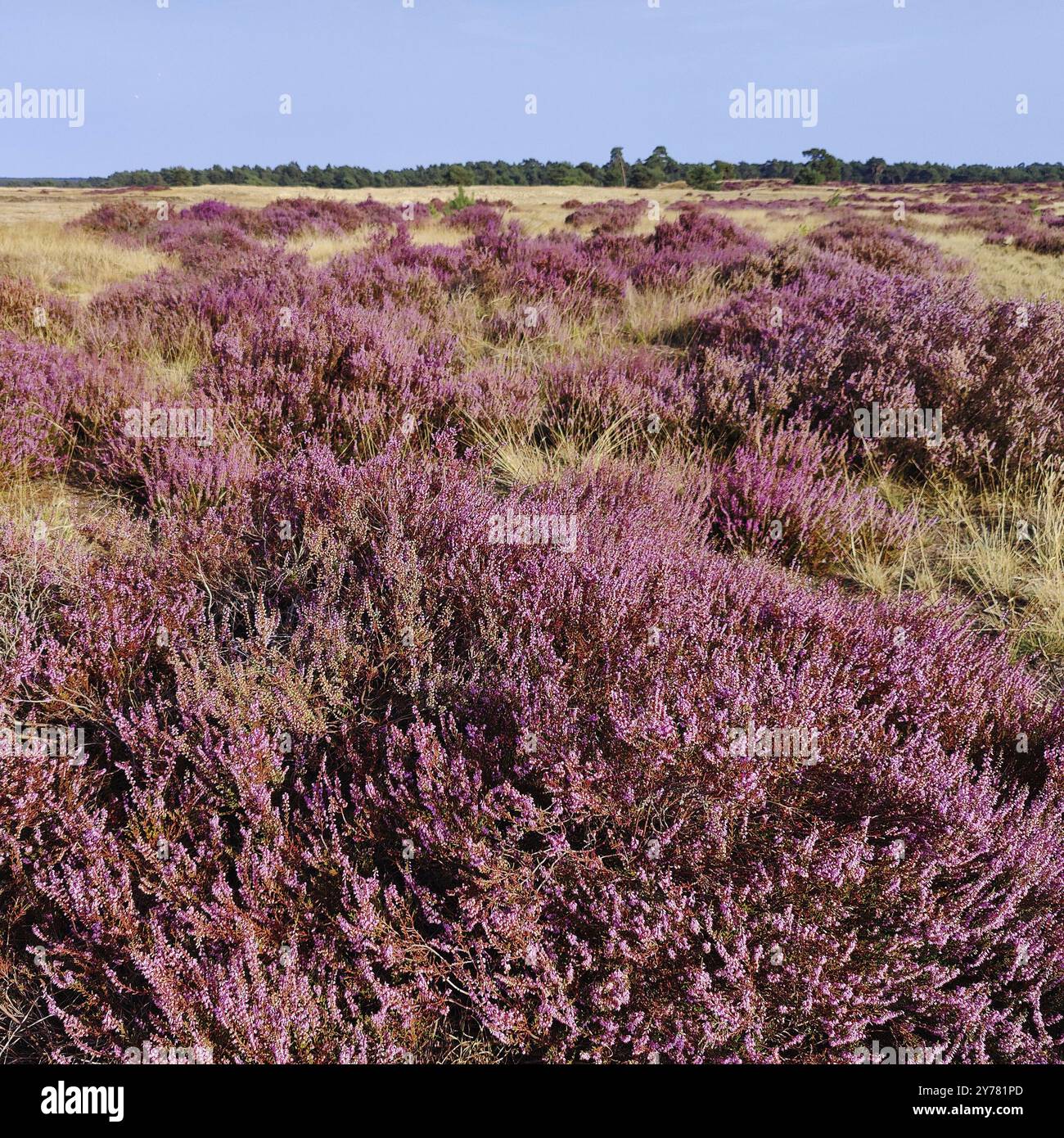 Landschaft mit blühender Heidekraut auf sandigem Boden, de Hoge Veluwe Nationalpark, Otterlo, Provinz Gelderland, Niederlande Stockfoto