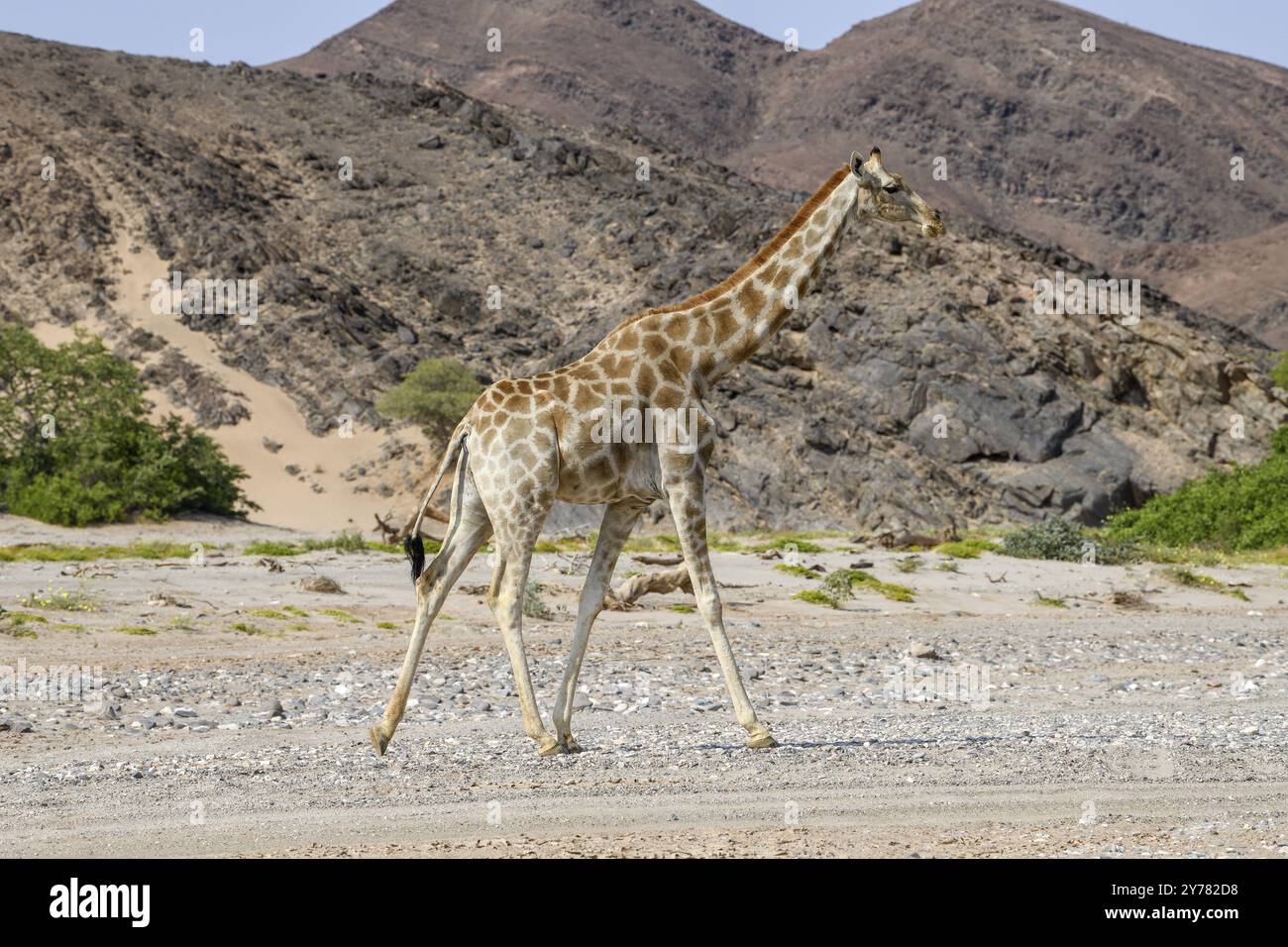 Angola-Giraffe (Giraffa camelopardalis angolensis) im Trockenfluss Hoanib, Kaokoveld, Kunene-Region, Namibia, Afrika Stockfoto