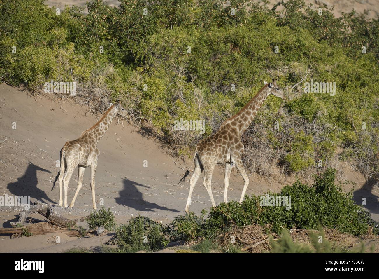 Angola-Giraffen (Giraffa camelopardalis angolensis) im Trockenfluss Hoanib, Kaokoveld, Kunene-Region, Namibia, Afrika Stockfoto