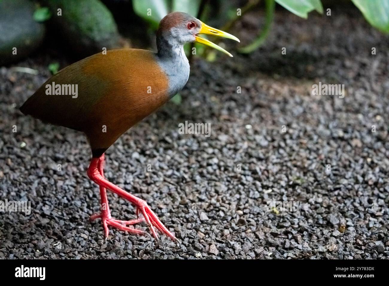 Russet-naped Wood Rail (Aramides albiventris) von Costa Rica Stockfoto