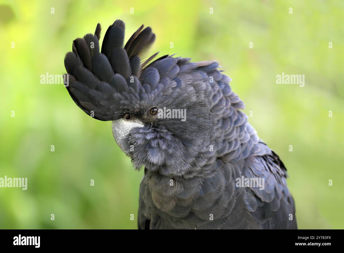 Banks' Kakadu (Calyptorhynchus banksii), Porträt, Australien, Ozeanien Stockfoto